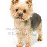 041 190707-Lolly & Chester-Edit