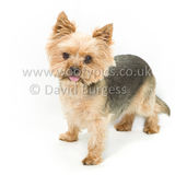 042 190707-Lolly & Chester-Edit