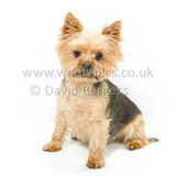043 190707-Lolly & Chester
