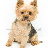 044 190707-Lolly & Chester