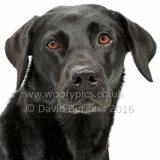 045 160911-Ella