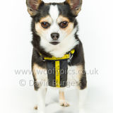 046 190512-Durweston-Bailey