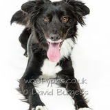 047 190817-Charlie