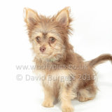 048 160821-Teddy