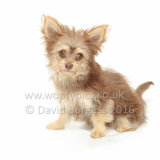049 160821-Teddy-Edit