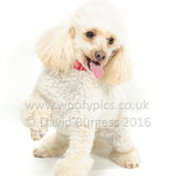 049 160924-Poppy