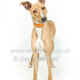 050 190512-Durweston-Tigger