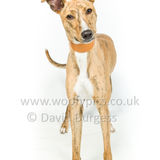 051 190512-Durweston-Tigger
