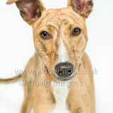 052 190512-Durweston-Tigger