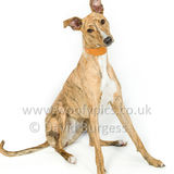053 190512-Durweston-Tigger-Edit