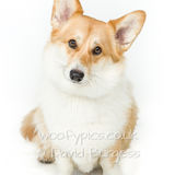 054 190817-Woody