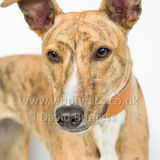 055 190512-Durweston-Tigger