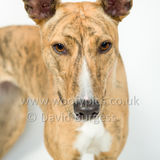 056 190512-Durweston-Tigger