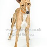 057 190512-Durweston-Tigger