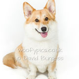 057 190817-Woody