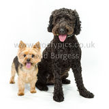 059 190707-Lolly & Chester-Edit