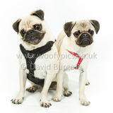 061 190623-Albert & Winston-Edit