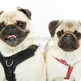 062 190623-Albert & Winston-Edit