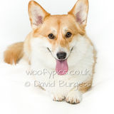 062 190817-Woody