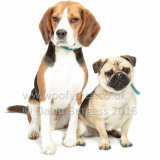 067 160821-Max & Eddie