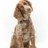 068 190721-Harvey