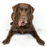 071 190512-Durweston-Toby