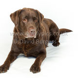 074 190512-Durweston-Toby
