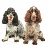 076 160813-Belle & Ruby