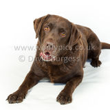 076 190512-Durweston-Toby