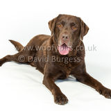 077 190512-Durweston-Toby