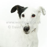 077 190526-Dotty