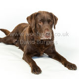 078 190512-Durweston-Toby