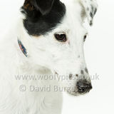 078 190526-Dotty
