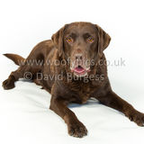 079 190512-Durweston-Toby