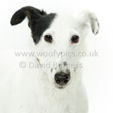 079 190526-Dotty
