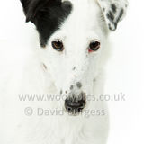 081 190526-Dotty