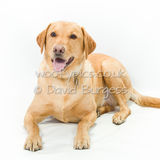081 190804-Buster