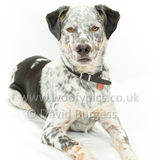 083 190707-Buddy