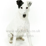 084 190526-Dotty