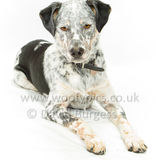 084 190707-Buddy