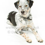 085 190707-Buddy
