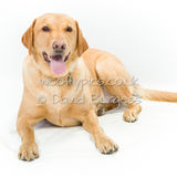085 190804-Buster