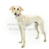 086 190526-Alfie-Edit