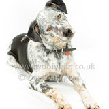 086 190707-Buddy