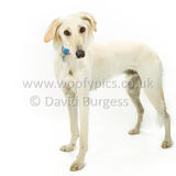 087 190526-Alfie