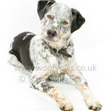 087 190707-Buddy