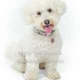 087 190804-Daisy