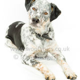 088 190707-Buddy