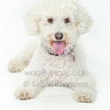 088 190804-Daisy
