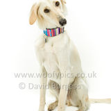 089 190526-Alfie-Edit